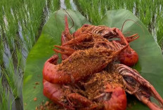 Inilah 6 Manfaat dan 4 Efek Samping Lobster Air Tawar