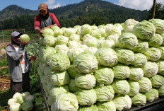 Dua Daerah di Sumsel Terkenal Sebagai Lumbung Sayur.Cek Mungkin Tempat Tinggal Kamu?