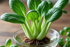 7 Manfaat Sayur Pakcoy Untuk Kesehatan