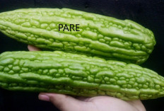 Apa Penyebab Sayur Pare Terasa Pahit?