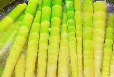Tinggi Serat dan Kaya Vitamin Serta Mineral, Rebung Sangat Bermanfaat Untuk Kesehatan