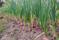 Mengapa Produksi Bawang Merah Sumsel Terkonsentrasi di Pagar Alam?