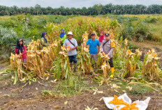 Dorong Ketahanan Pangan Lewat Panen Raya Jagung di Muara Belida