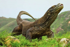 5 Fakta Menarik Komodo, Reptil Purba Kebanggaan Indonesia
