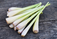 10 Manfaat Serai yang Jarang Diketahui: Herbal Murah Meriah Serba Bisa!
