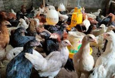 Prospek Cerah Ternak Ayam Kampung Pancamurti: Peluang Emas di Dunia Bisnis