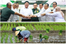 Cetak 48.000 Hektar Sawah Baru: Sumsel Menuju 2 Besar Penghasil Padi dan Beras Terbesar di Indonesia