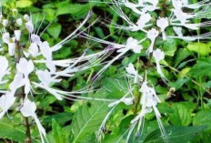 Jangan Sepelekan Tanaman Kumis Kucing yang Memberikan 6 Khasiat Untuk Kesehatan