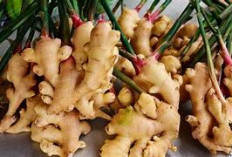 Panen Sehat dari Dapur Sendiri: Begini Cara Mudah Menanam Jahe di Rumah Tanpa Ribet!