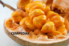 6 Dampak Negatif Kebanyakan Makan Cempedak