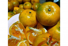 Manfaat dari Jeruk Gerga Jeruk Unggul dibanding Jeruk Biasa