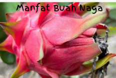 Ternyata Buah Naga Bisa Bikin Perut Rata, Diet Diajamin Berhasil