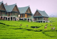 Bukan Liburan di Luar Negeri, Tidur Nyaman di Villa Hits Pagaralam Sambil Lihat Kebun Teh dan Gunung Dempo