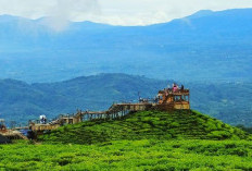 Bukit Tungguan: Negeri Awan Pagar Alam Liburan Seru Tahun Baru 2026