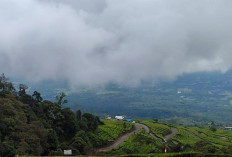 Gunung Dempo: Indah, Sejuk, Mistis! Berani Mendaki atau Cuma Ngopi di Bawah?