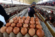 Rahasia Sukses Ogan Ilir! Jadi Raja Telur Ayam Buras Tingkatkan Ekonomi Sumatera Selatan