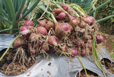 7 Jam dari Palembang, Kota Dingin Ini Kuasai Pasar Bawang Merah Sumsel!