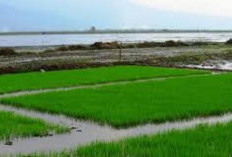 Banyuasin Si Kabupaten Muda: Dari Pemekaran Jadi Raksasa Padi Nasional, Kalahkan Daerah Tua!