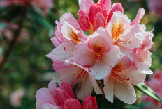 7 Keunikan Dari Bunga Azalea