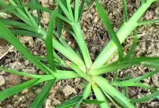 Rumput Angsa Memiliki Banyak Manfaat, Baik Dari Segi Pertanian, lingkungan Maupun Kesehatan
