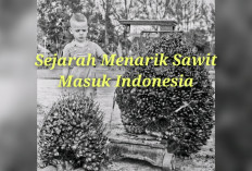 Sejarah Menarik Sawit Masuk Indonesia, Tahun 1869 Disebut Sumsel dan Muara Enim, Simak Yuk Biar Pintar