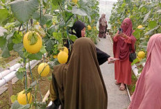 Agrowisata Petik Melon Tanjung Karangan, Destinasi Wisata Baru Andalan Muara Enim