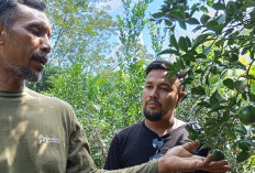 10 Tahun Berjuang dari Putus Asa, Khairil Anam Sosok di Balik Kebangkitan Manisnya Jeruk  Desa Air Talas 