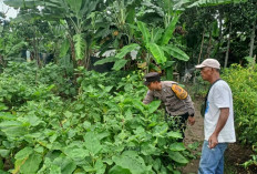  Dukung Ketahanan Pangan, Warga Desa Tanjung Jati Tanam Terong