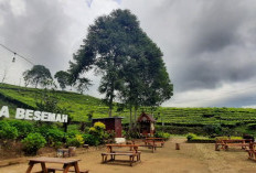 Villa Besemah: Healing Nyaman di Lereng Dempo yang Bikin Kamu Gagal Move On dari Pagaralam