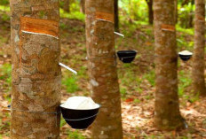 Karet, Sawit, dan Kopi Bangkit: Komoditas Perkebunan Unggulan Muara Enim Naik Signifikan 