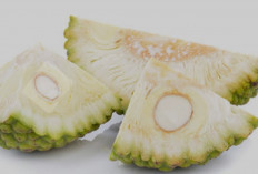 Khasiat Dari Buah Nangka Muda 