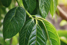 6 Manfaat Daun Mengkudu