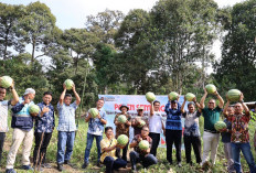 Dari Kohe Puyuh ke Panen Semangka, Lahan Eks-PETI di Desa Darmo Kini Produktif