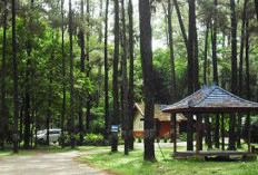 Punti Kayu, Oase Pinus di Jantung Palembang: Hutan Kota Terbesar yang Jadi Paru-Paru Sumsel