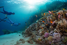 Menyelami Keindahan Taman Laut Bunaken: Surga Bawah Laut di Sulawesi Utara  