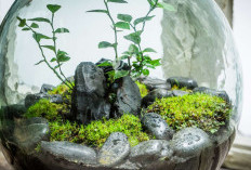Solusi Dekorasi Rumah Sempit yang Estetik: 8 Tanaman Cantik yang Wajib Dicoba di Terrarium