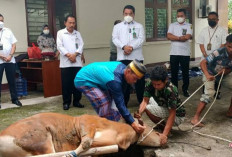 Ini dia Waktu yang Tepat Untuk Memotong Hewan Kurban