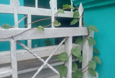 Inilah Ragam Khasiat Daun Binahong bagi Kesehatan
