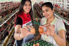 Berdayakan Ekonomi Warga,  Omzet Program Ayam Petelur Tembus Rp 70 Juta Per Bulan