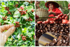 Unggul Dalam Produksi Kopi di Sumsel Ada di 3 Kabupaten Ini: Pelabuhan Rp2 Triliun Siap Mengekspor