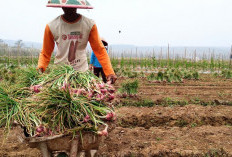 Bukan Muara Enim, Tapi Ini Daerah Terbanyak Produksi Bawang Merah di Sumsel