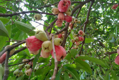 7 Manfaat Jambu Bol Untuk Kesehatan