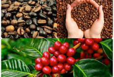 Sumsel Simpan Potensi Kopi Terbesar, Ini daerah Penghasil Kopi Nikmat
