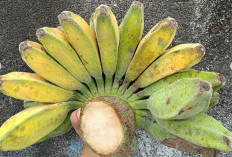 7 Manfaat Pisang Kepok Kuning untuk Kesehatan, Baik untuk Pencernaan hingga Sumber Energi Alami