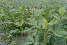 Daun Kacang Tanah Baik untuk Kesehatan dan Kulit