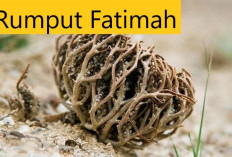 4 Khasiat Rumput Fatimah 