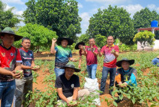 Panen Raya Terong Bukti Keberhasilan Pembinaan di Lapas Muara Enim