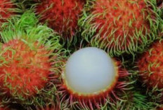 Penyakit yang Dapat Disembuhkan Dengan Rambutan