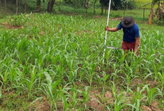 Rawat Tanaman Jagung Bersama Masyarakat 