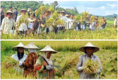 Usia Kabupaten Ini Baru 23 Tahun tapi Produksi Padi jadi Terunggul Dibanding 16 Daerah Lain di Sumsel